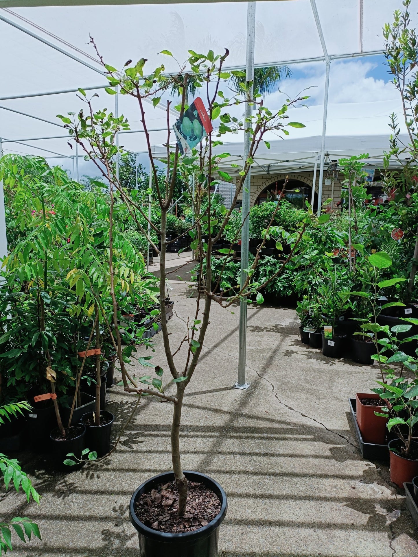 Josephine Pear 300mm pot PICK UP ONLY
