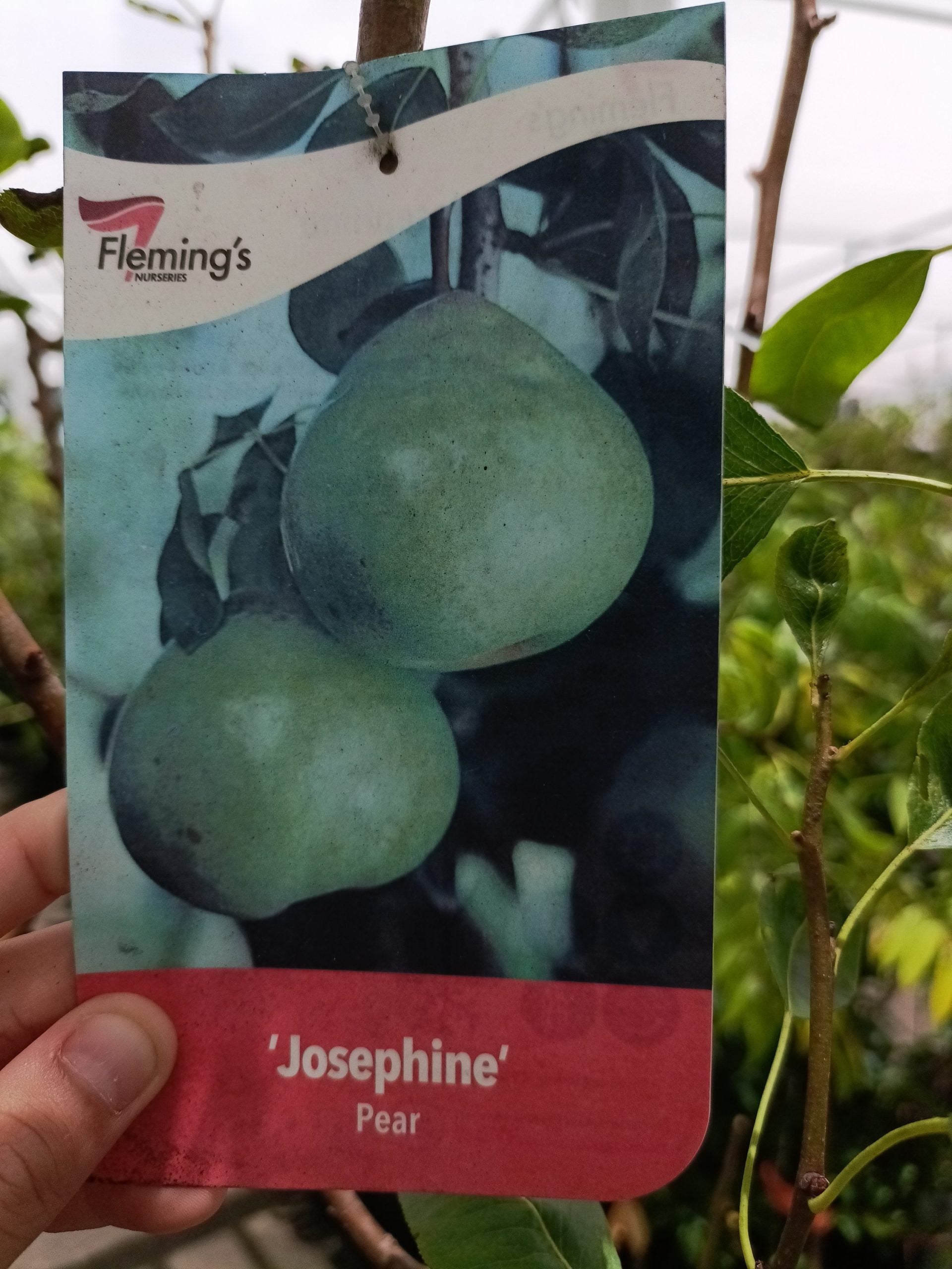 Josephine Pear 300mm pot PICK UP ONLY