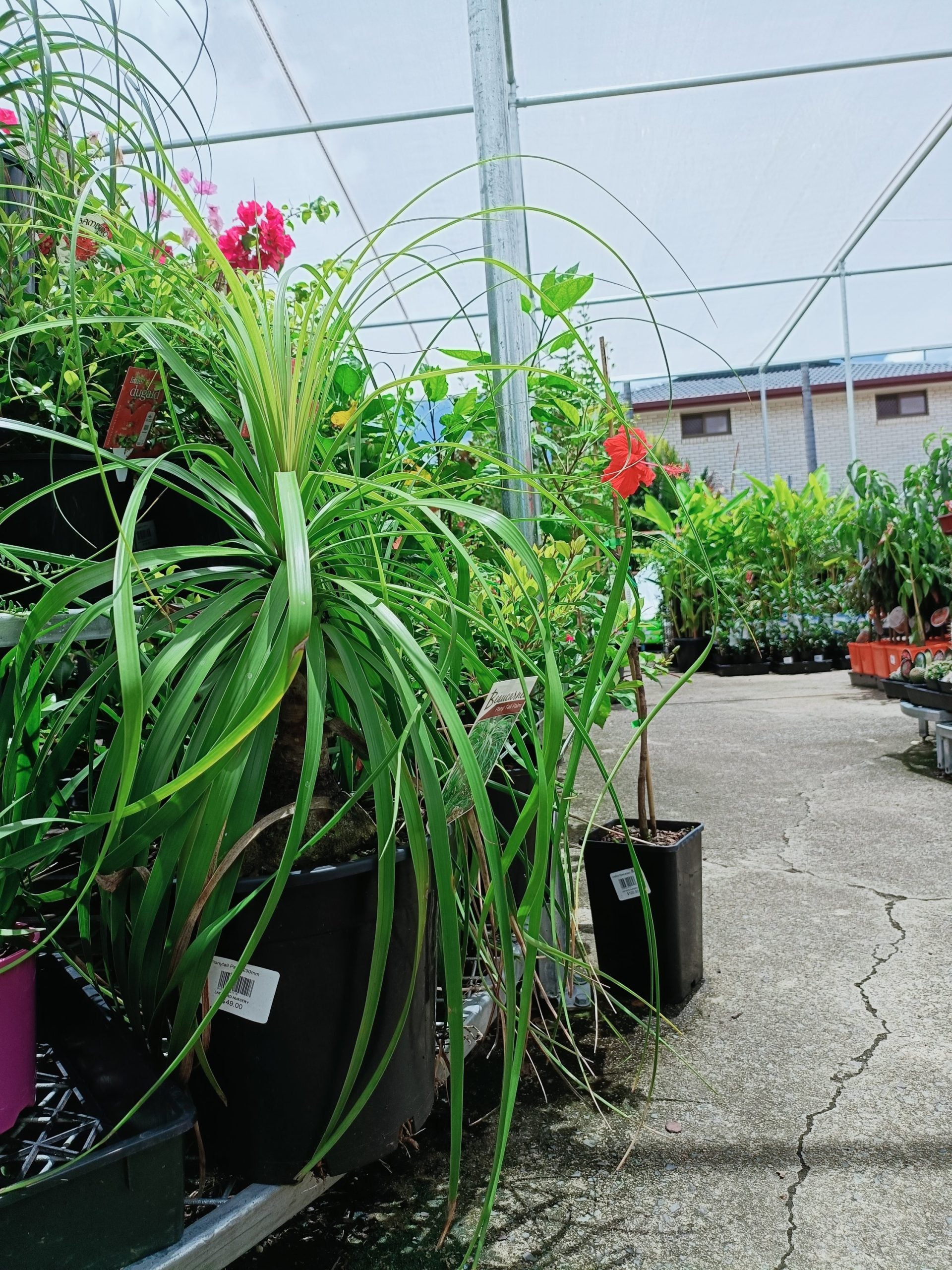 Pony Tail Palm 300mm potPICK UP ONLY