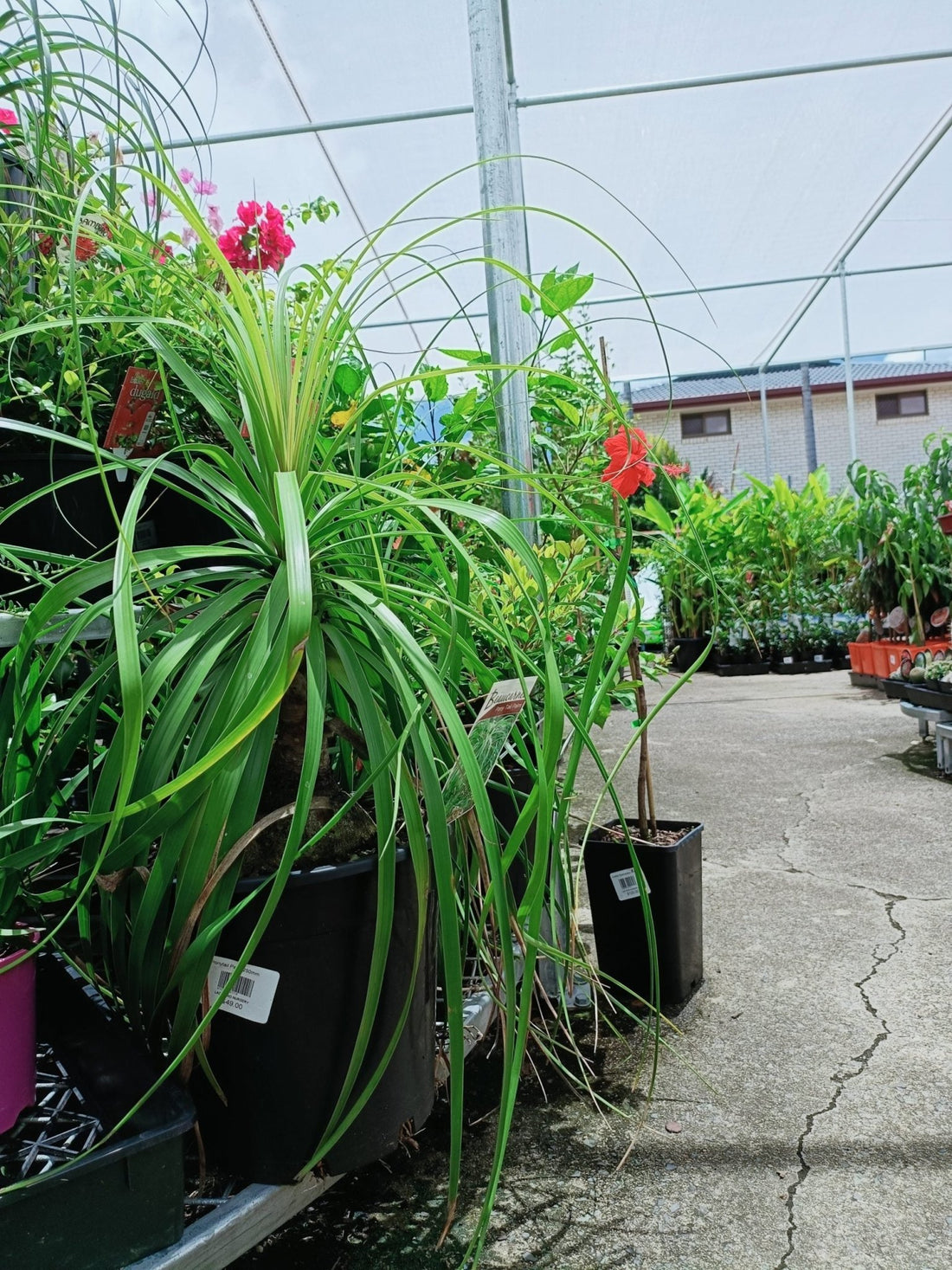 Pony Tail Palm 300mm pot PICK UP ONLY - Ladybird Nursery