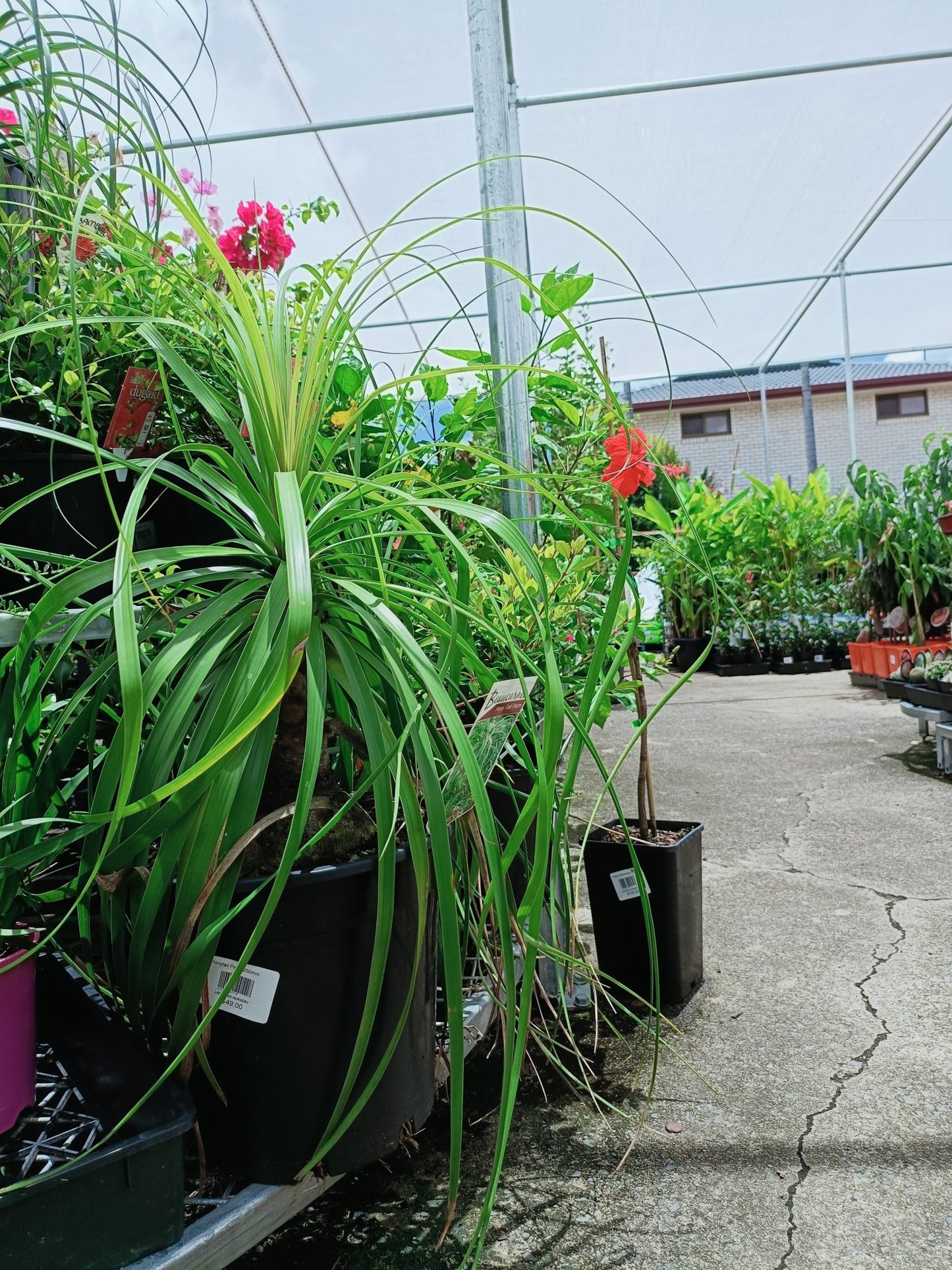 Pony Tail Palm 300mm pot
PICK UP ONLY