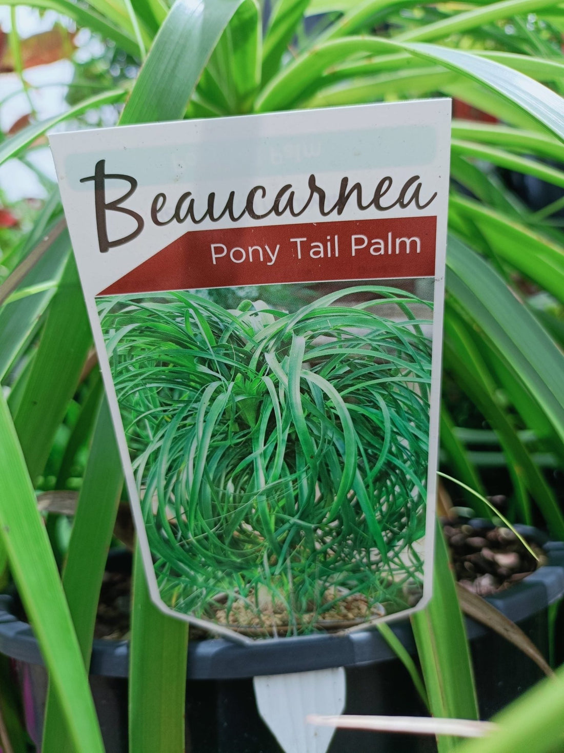 Pony Tail Palm 300mm pot PICK UP ONLY - Ladybird Nursery