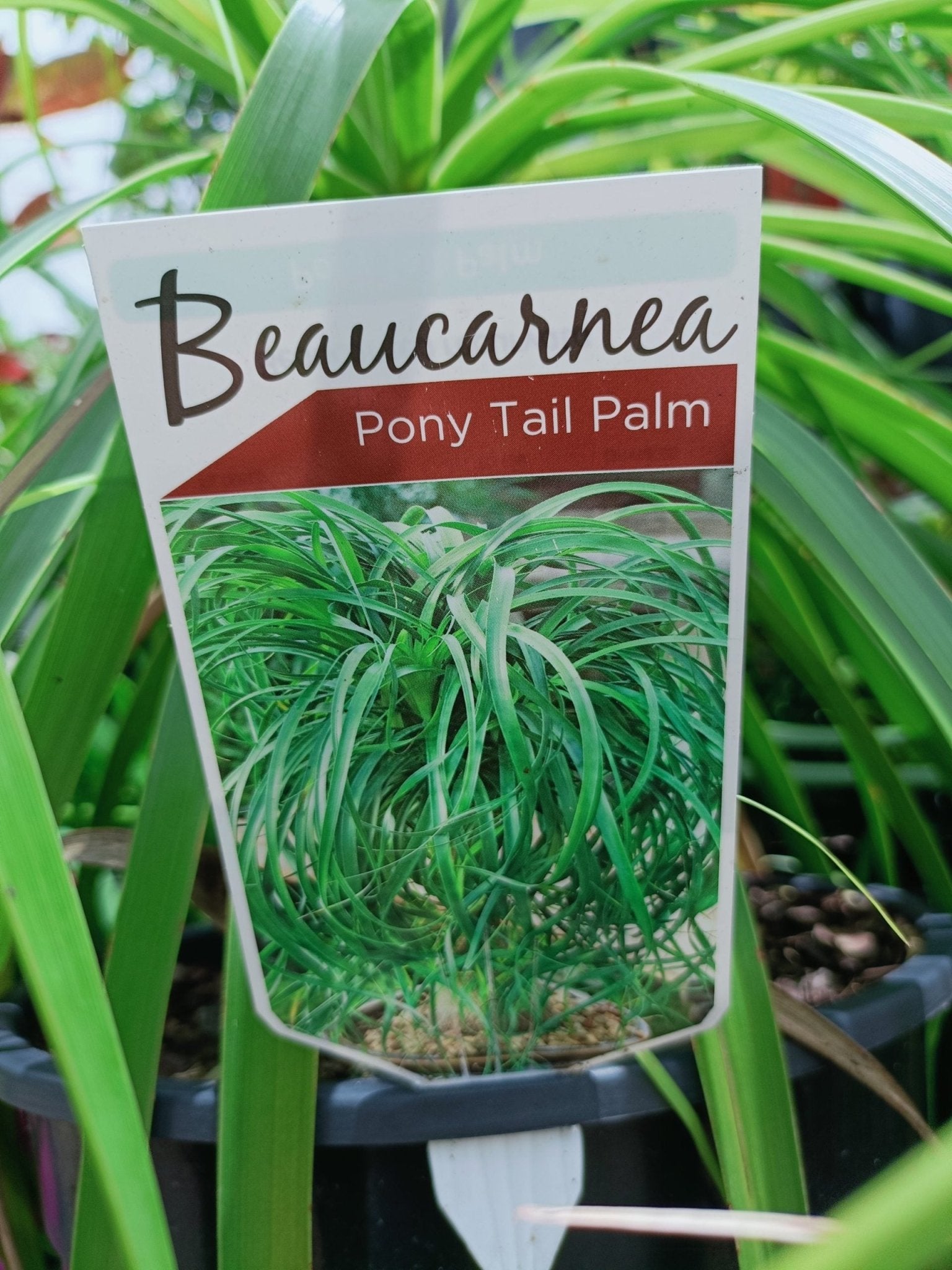 Pony Tail Palm 300mm pot PICK UP ONLY - Ladybird Nursery