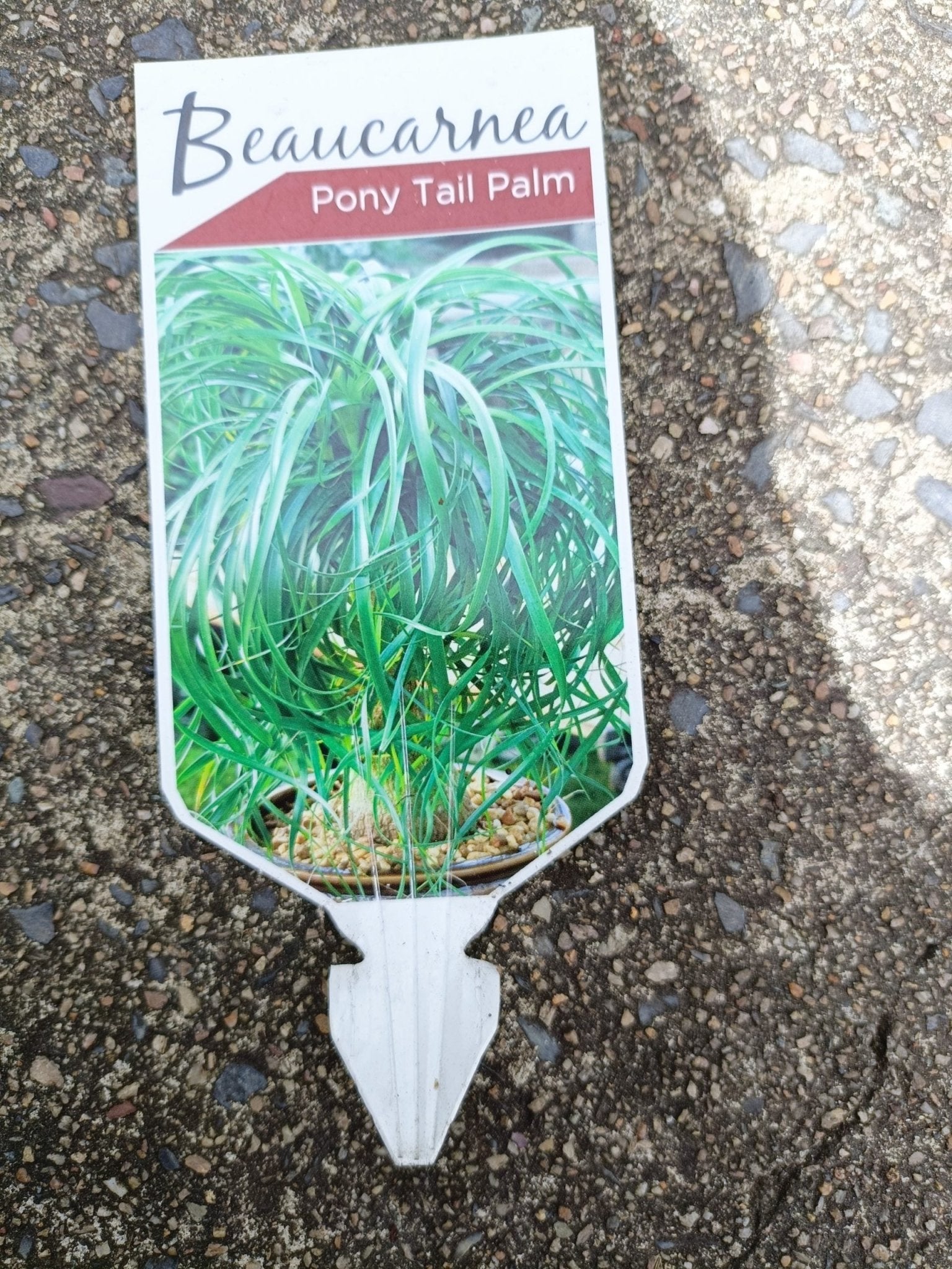 Pony Tail Palm 300mm pot PICK UP ONLY - Ladybird Nursery