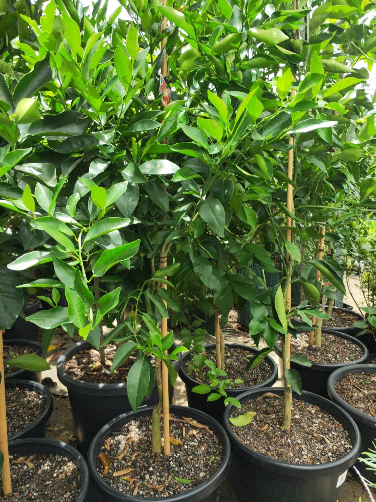 Blood Orange 400mm pot PICK UP ONLY - Ladybird Nursery