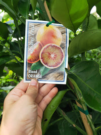 Blood Orange 400mm pot PICK UP ONLY