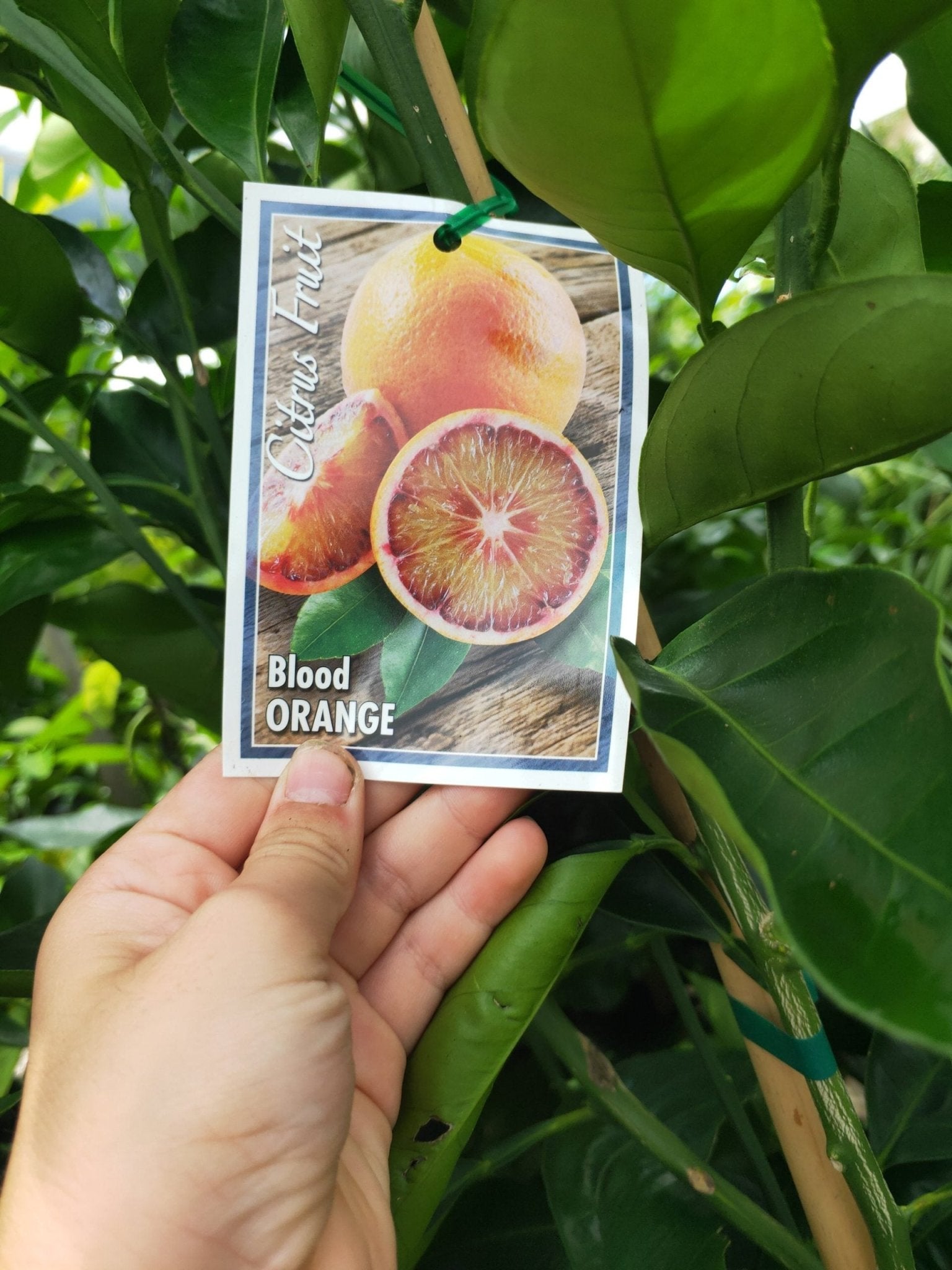Blood Orange 400mm pot PICK UP ONLY - Ladybird Nursery