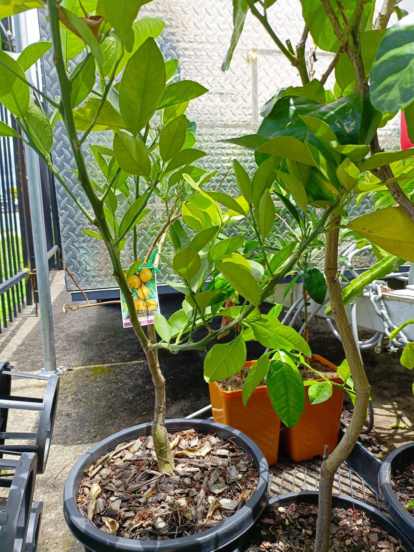 Nules Mandarin 300mm pot PICK UP ONLY