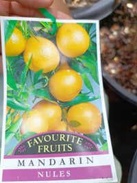 Nules Mandarin 300mm pot PICK UP ONLY