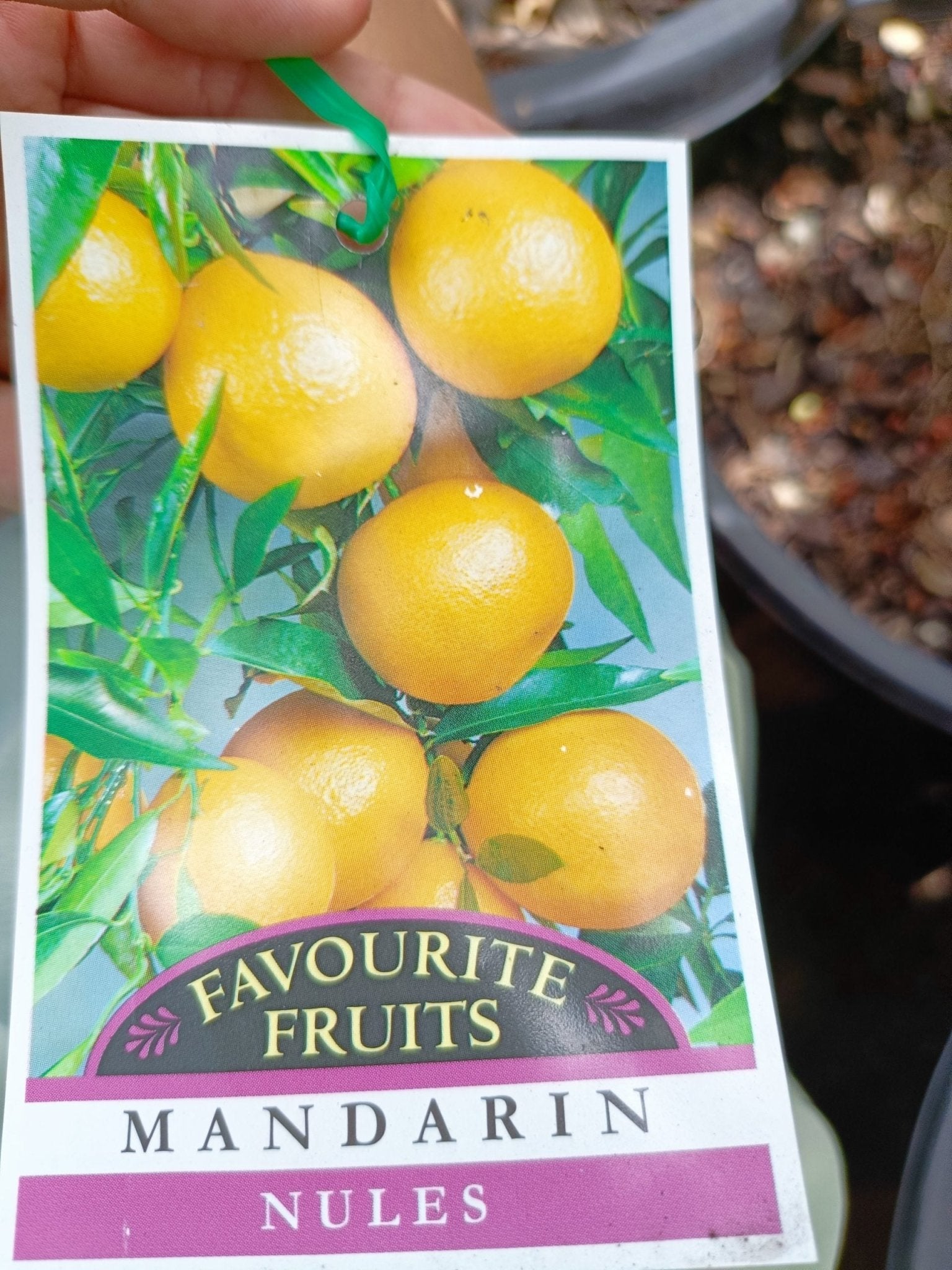 Nules Mandarin 300mm pot PICK UP ONLY - Ladybird Nursery