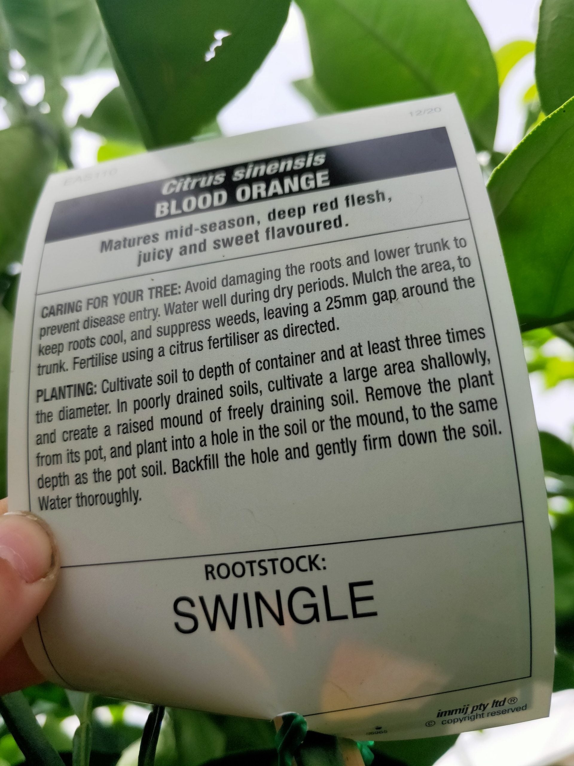 Blood Orange 400mm pot PICK UP ONLY