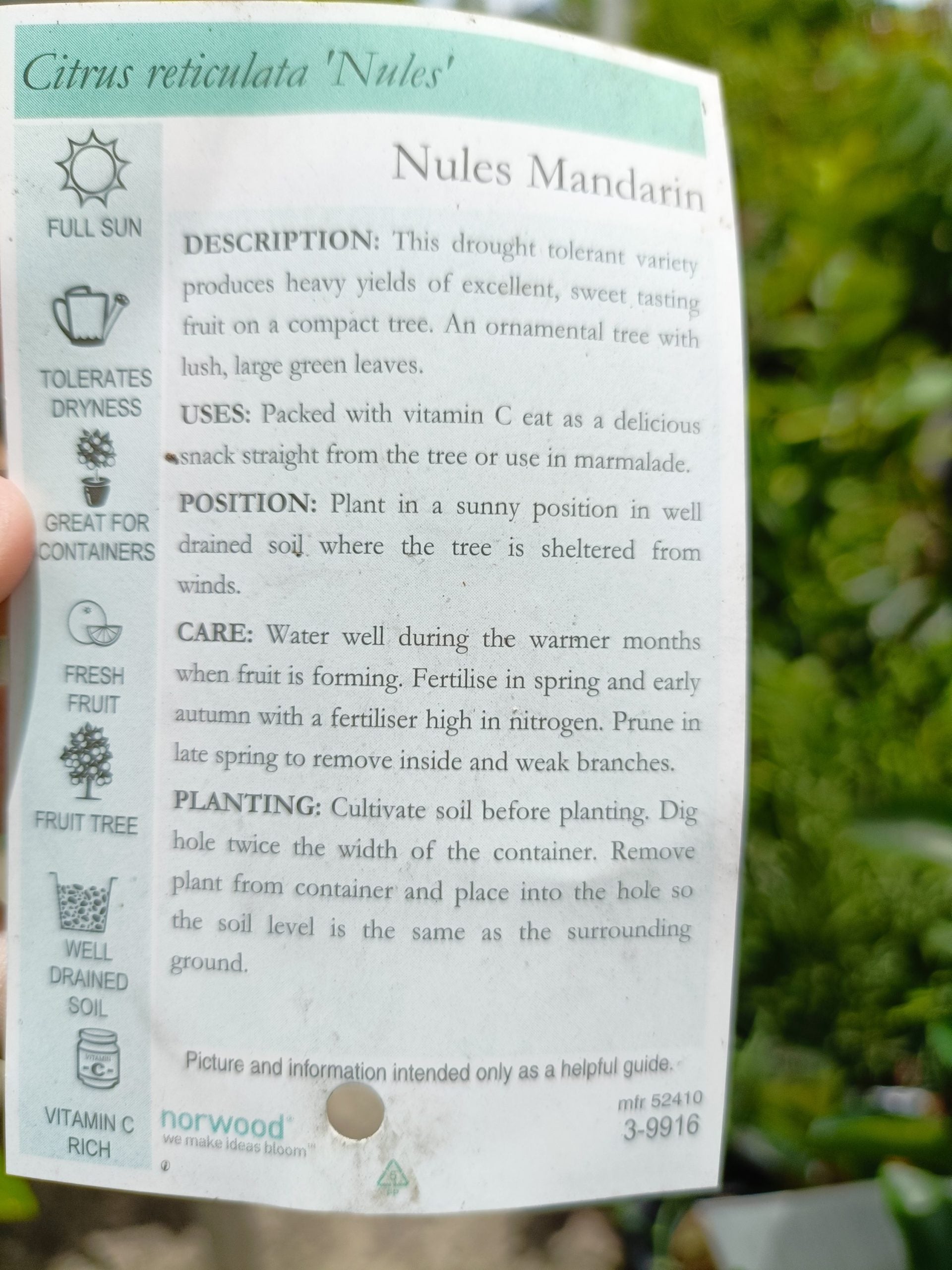 Nules Mandarin 300mm pot PICK UP ONLY