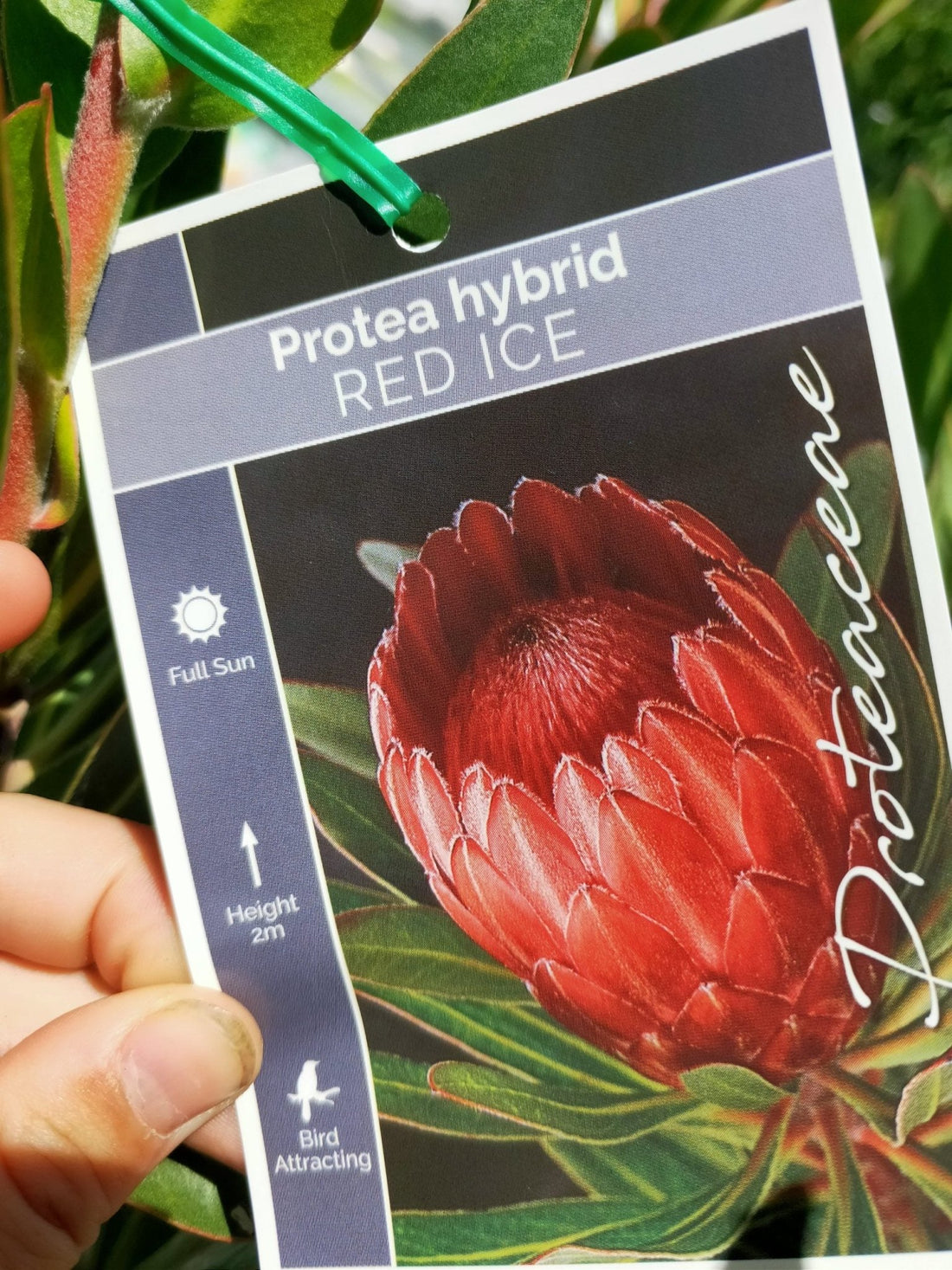 Protea Red Ice large size PICK UP ONLY - Ladybird Nursery