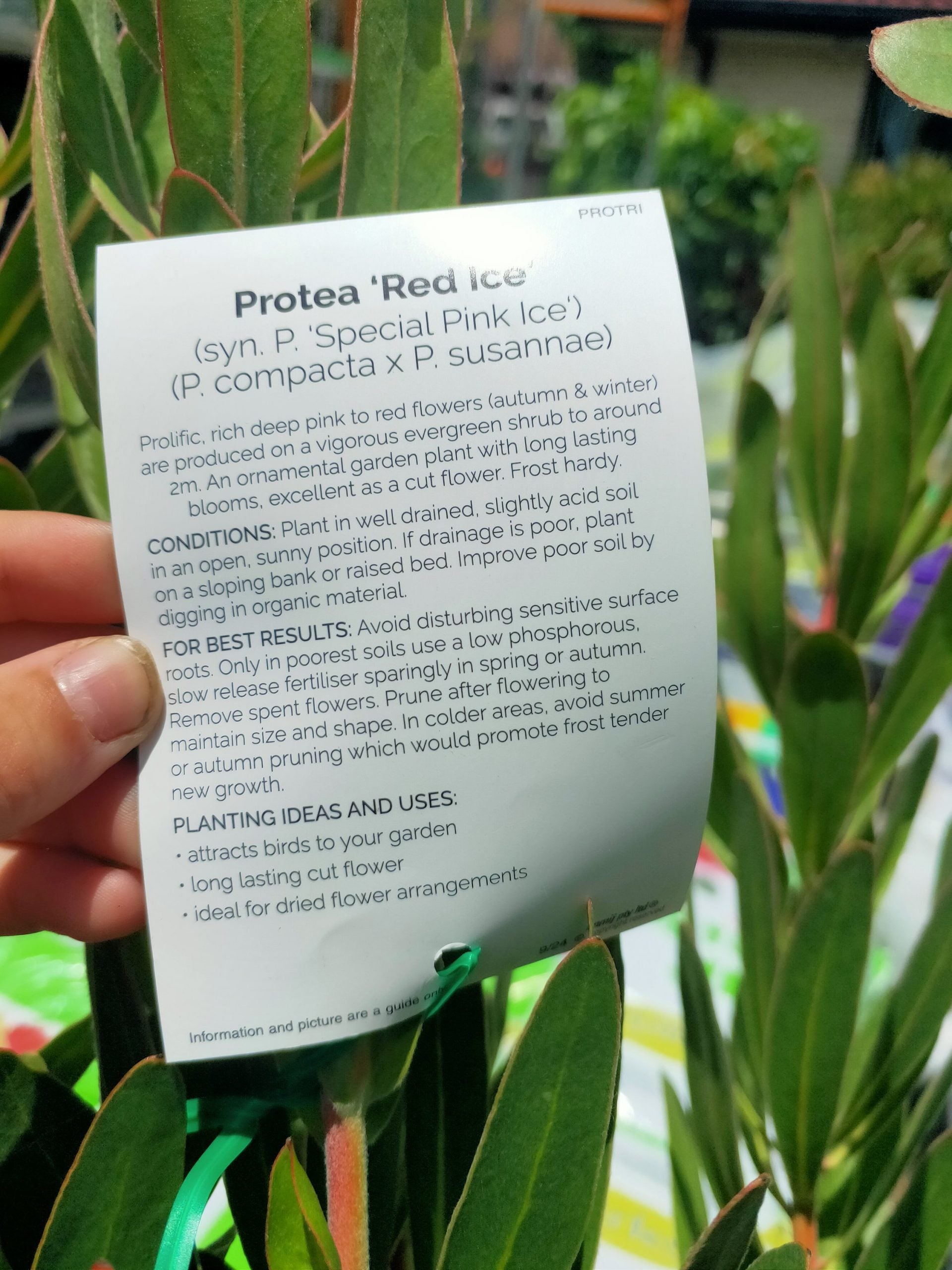 Protea Red Ice large size PICK UP ONLY