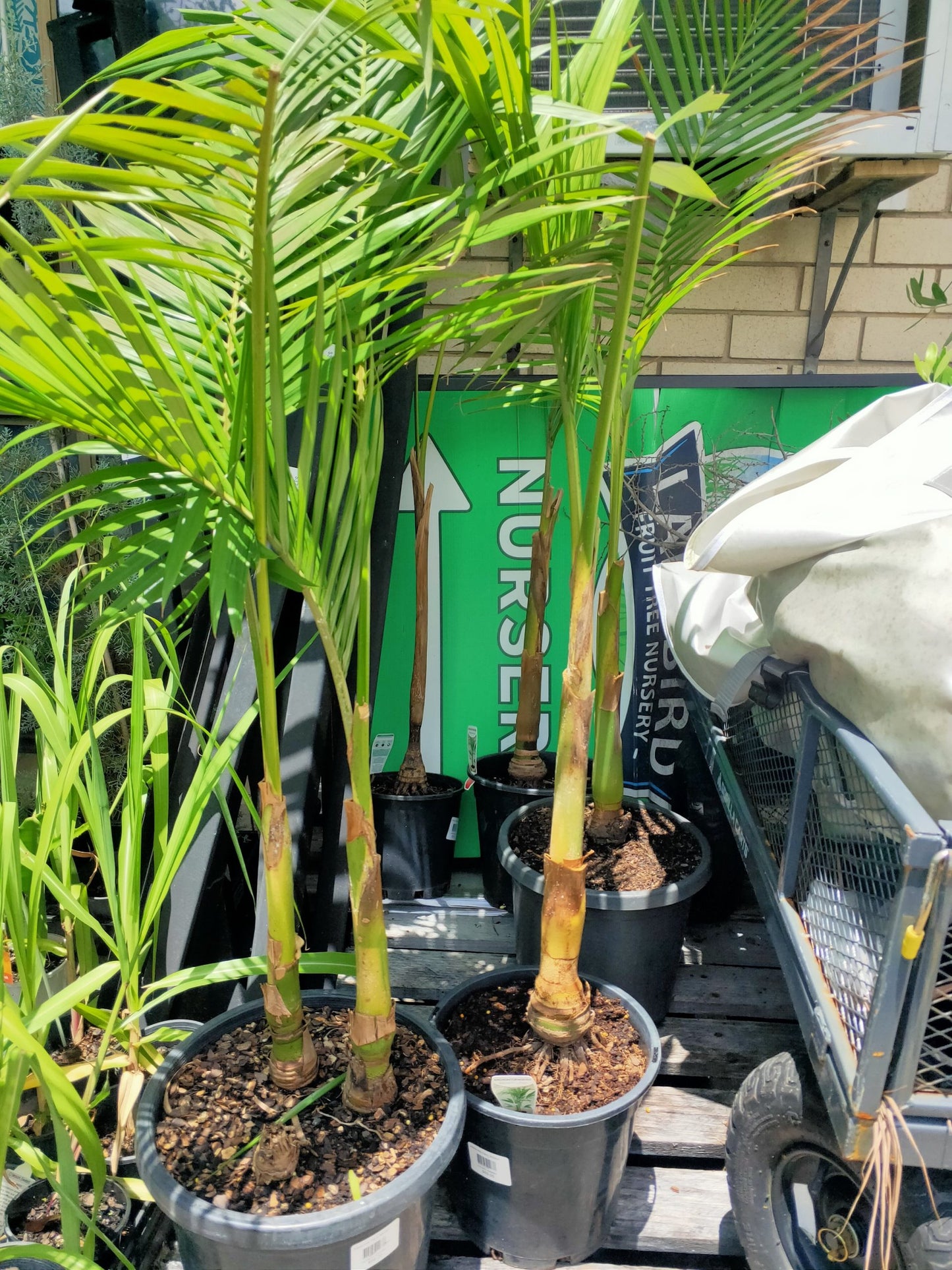 Archonphoenix(alexandra palm) PICK UP ONLY