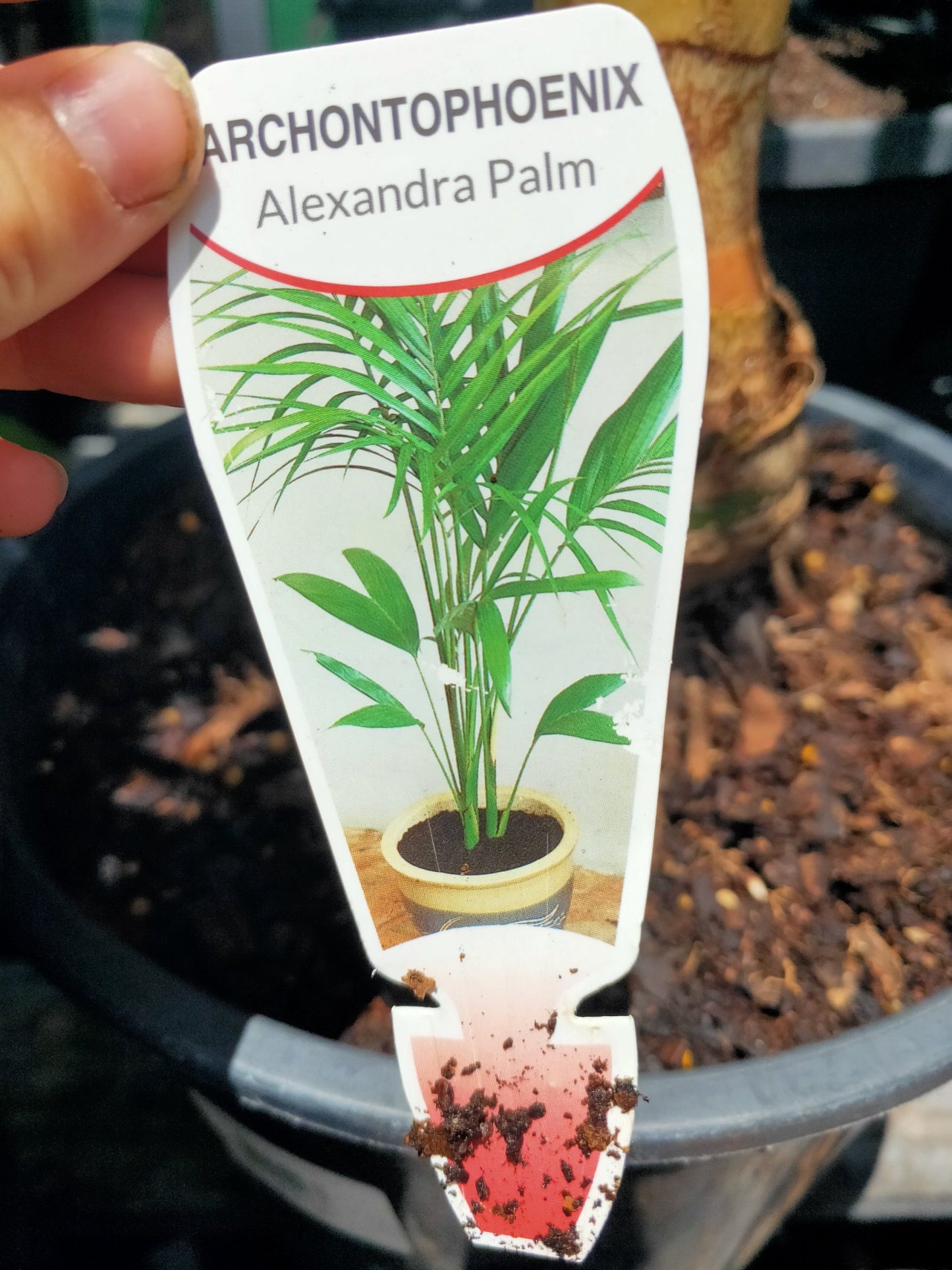 Archonphoenix(alexandra palm) PICK UP ONLY