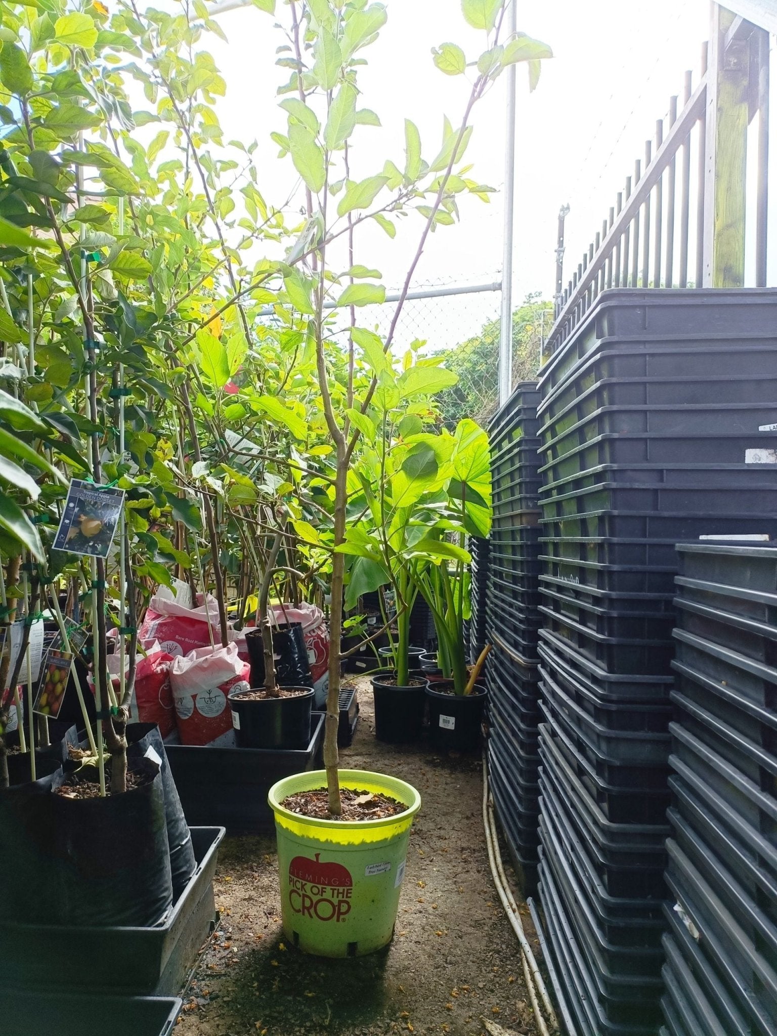 Golden Delicious Apple tree 250mm Pot PICK UP ONLY - Ladybird Nursery