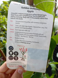 Golden Delicious Apple tree 250mm Pot PICK UP ONLY