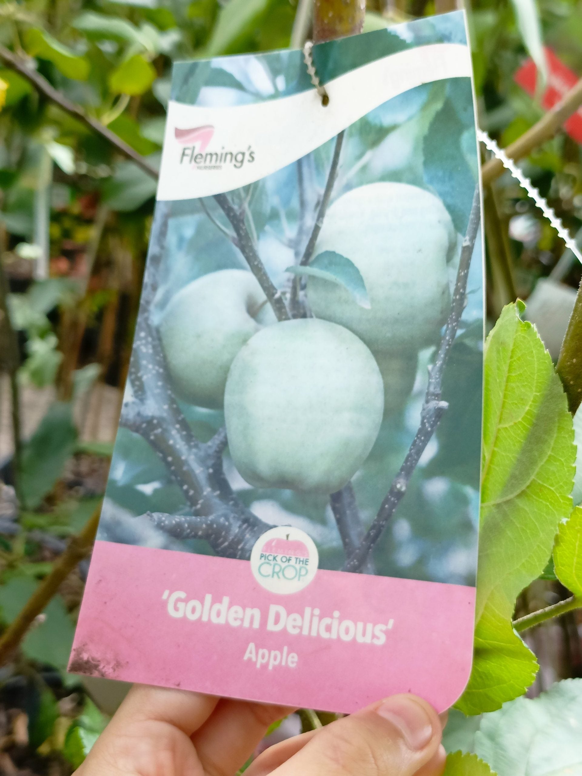 Golden Delicious Apple tree 250mm Pot PICK UP ONLY