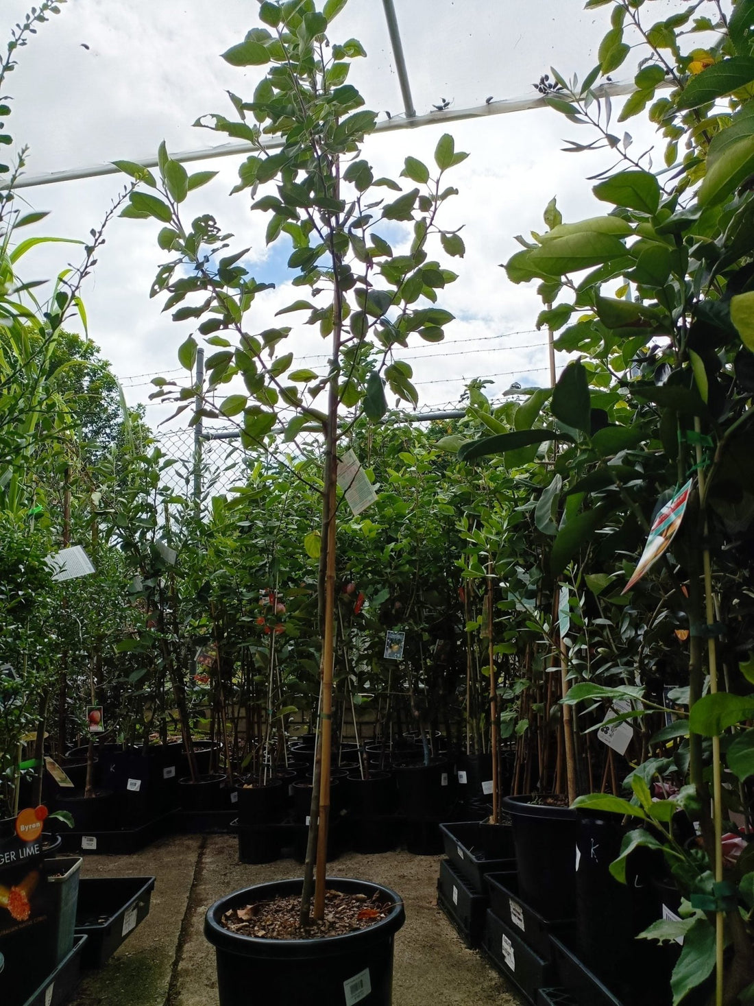 Dwarf Anna Apple tree 300mm pot PICK UP ONLY - Ladybird Nursery
