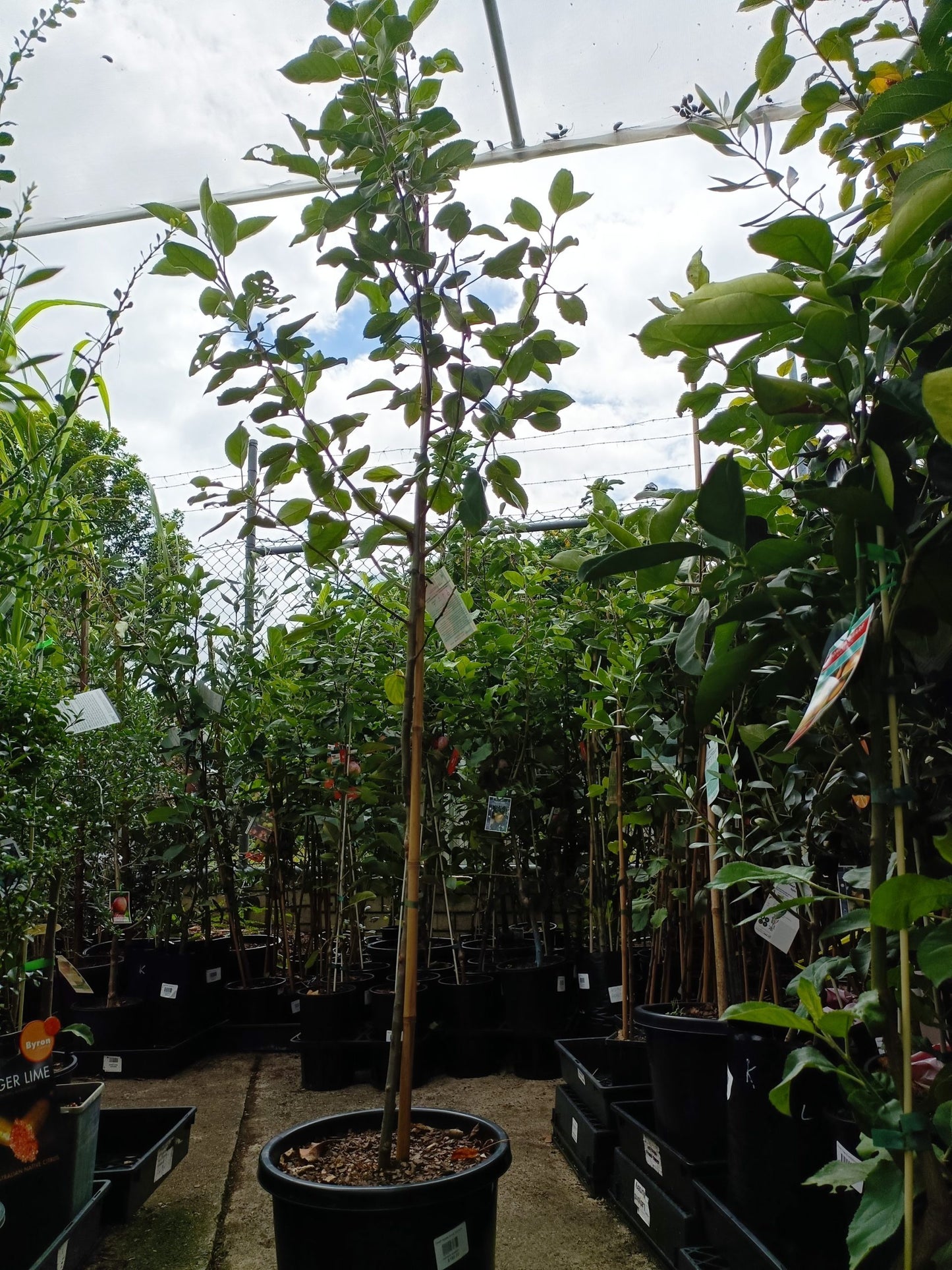 Dwarf Anna Apple tree 300mm pot PICK UP ONLY