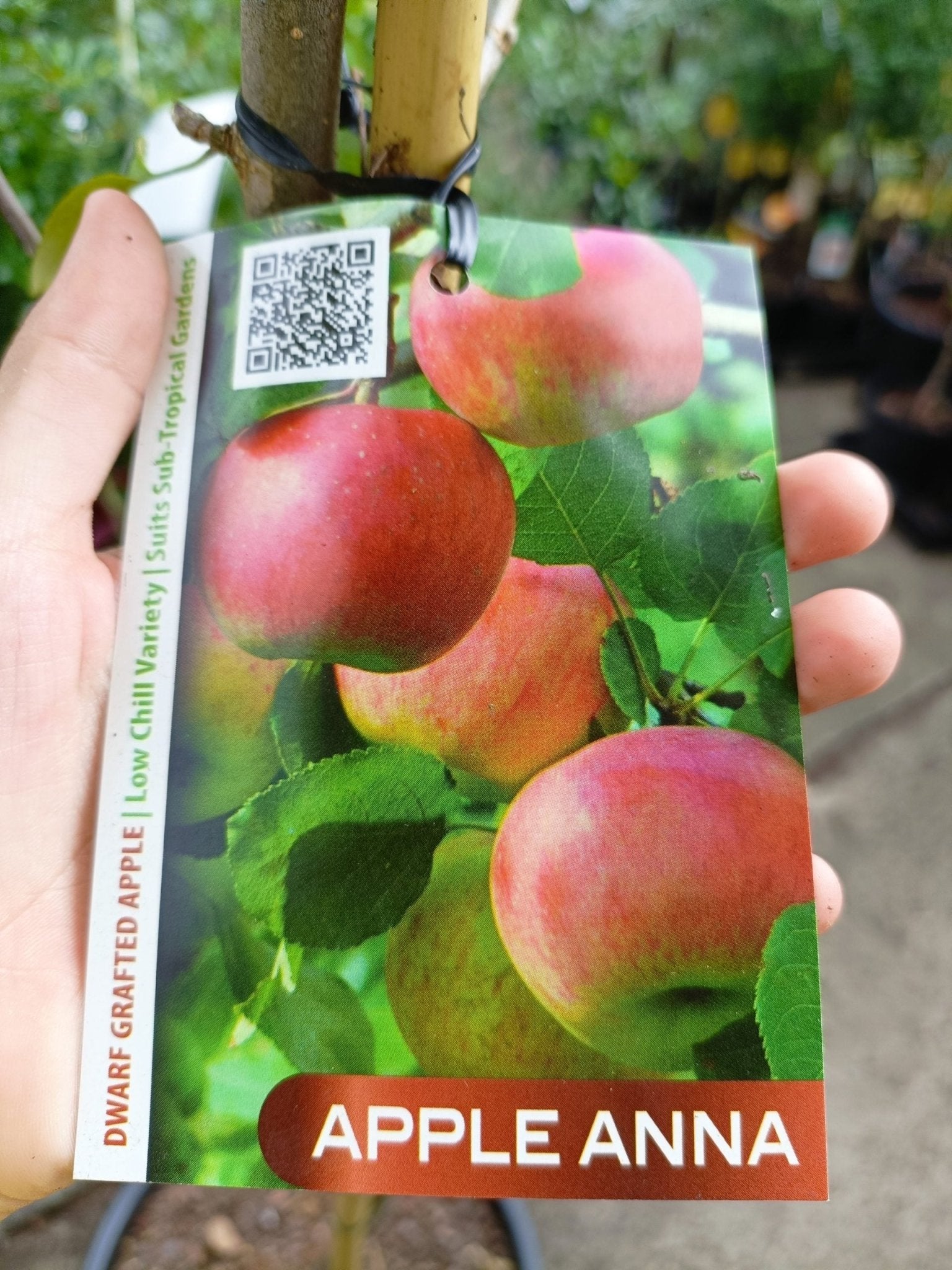 Dwarf Anna Apple tree 300mm pot PICK UP ONLY - Ladybird Nursery