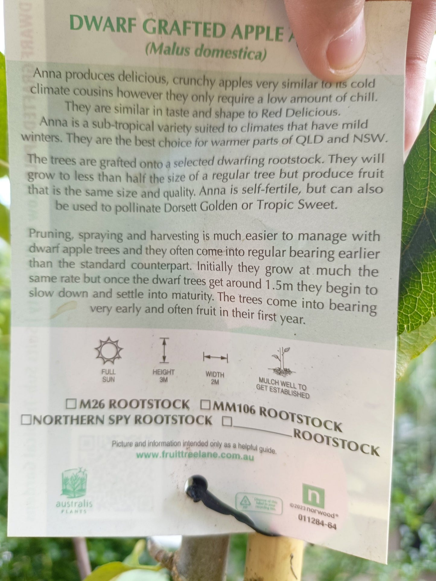 Dwarf Anna Apple tree 300mm pot PICK UP ONLY