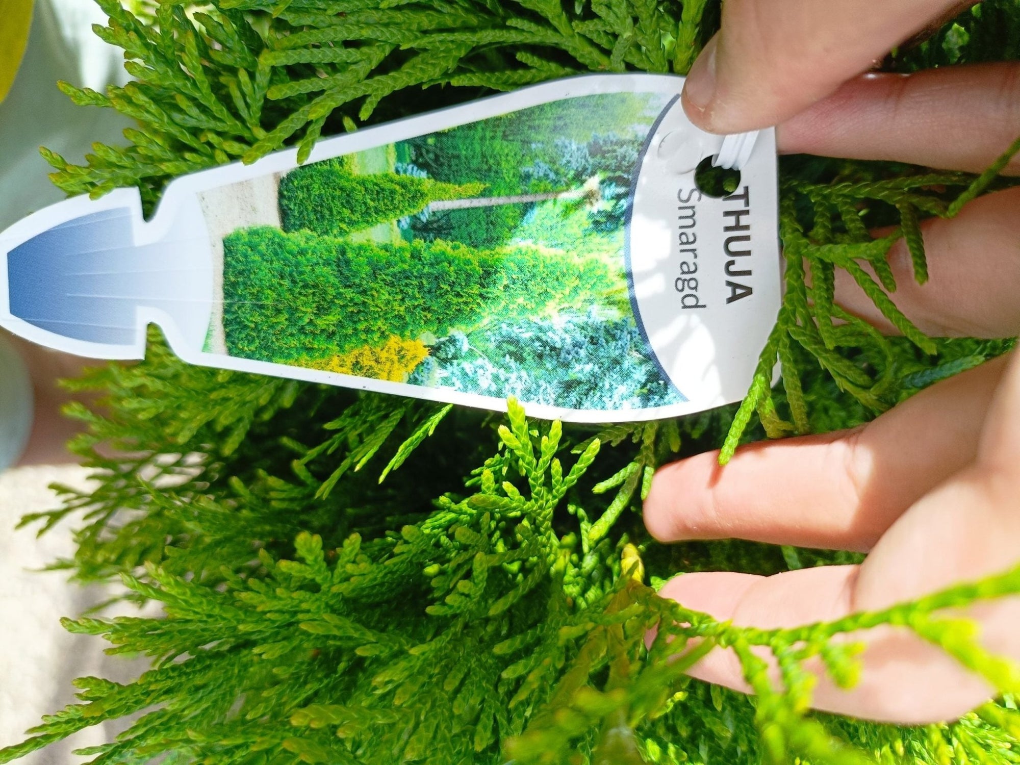 Thuja Smaragd 300mm (PICKUP ONLY) - Ladybird Nursery