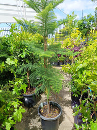 Norfolk Island Pine 300mm Pot PICK UP ONLY