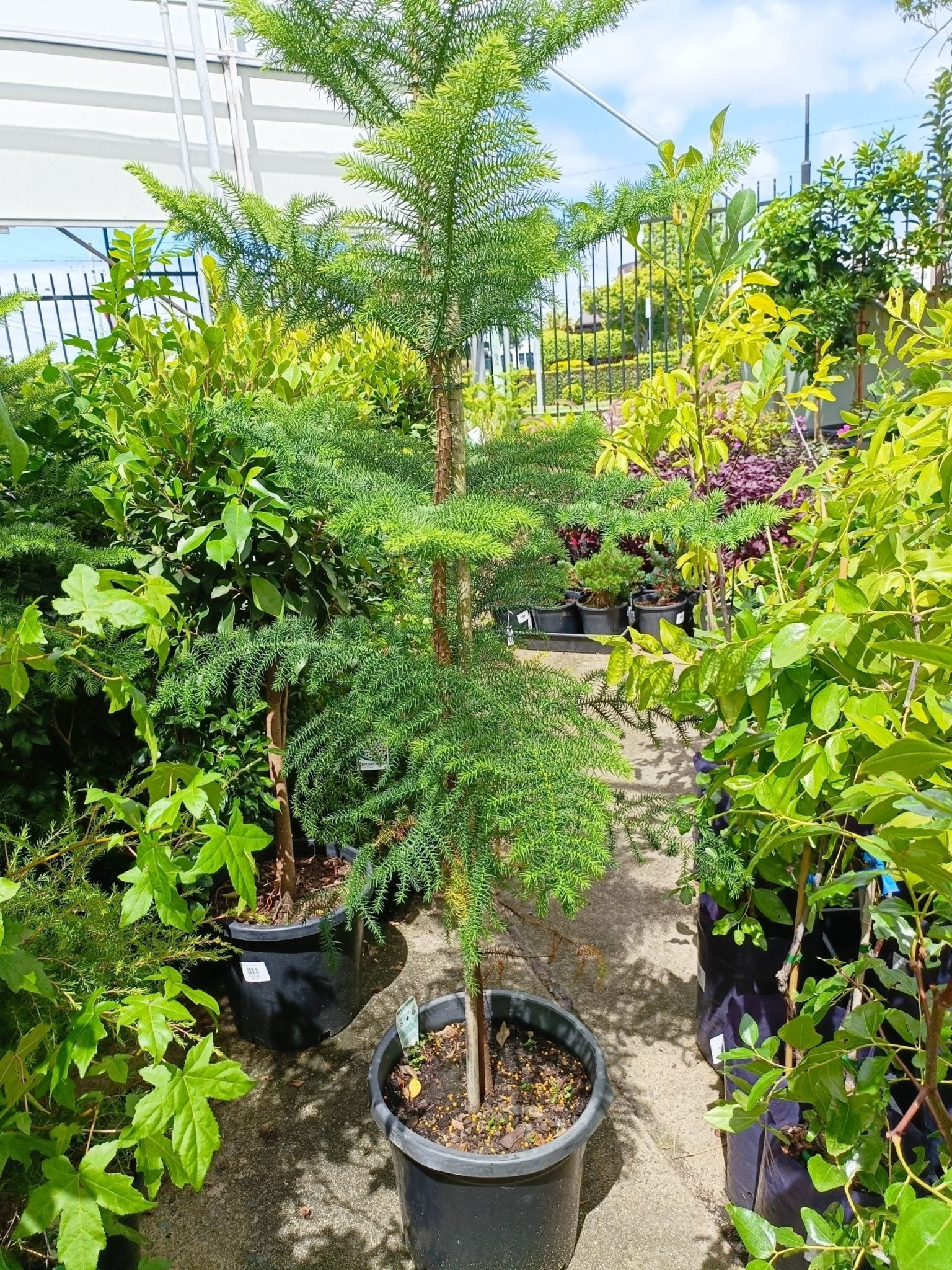 Norfolk Island Pine 300mm Pot PICK UP ONLY - Ladybird Nursery