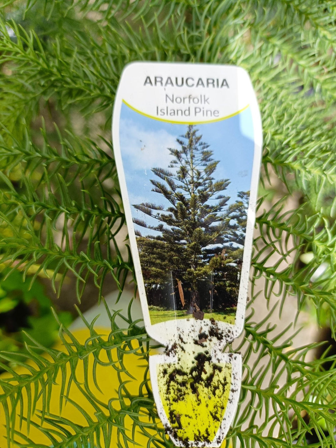 Norfolk Island Pine 300mm Pot PICK UP ONLY - Ladybird Nursery