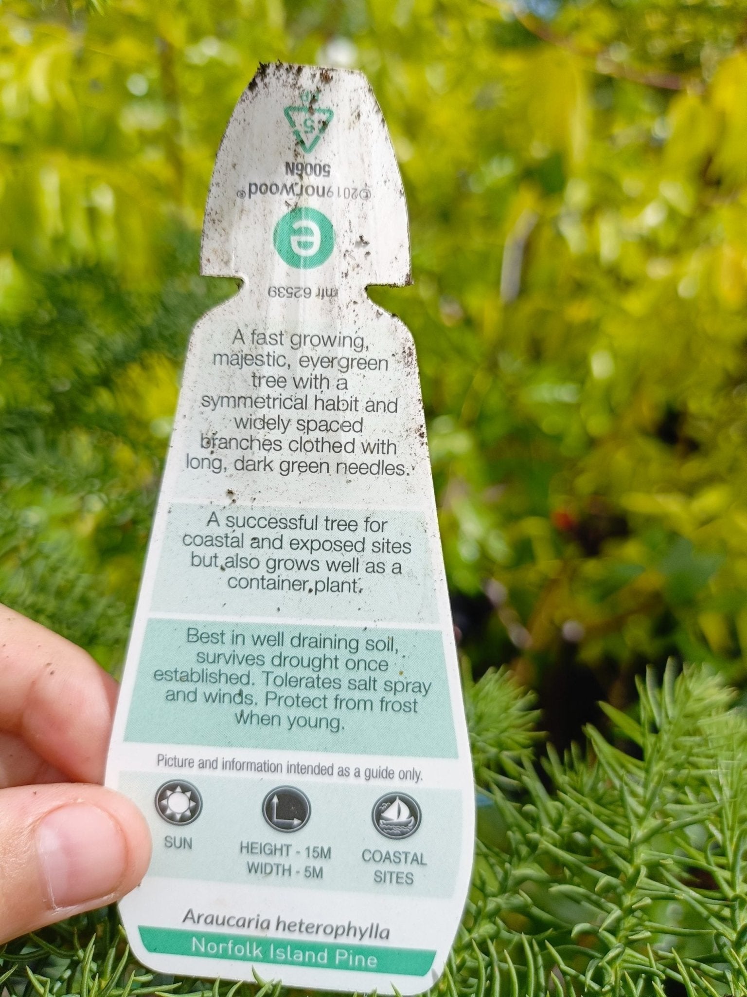 Norfolk Island Pine 300mm Pot PICK UP ONLY - Ladybird Nursery