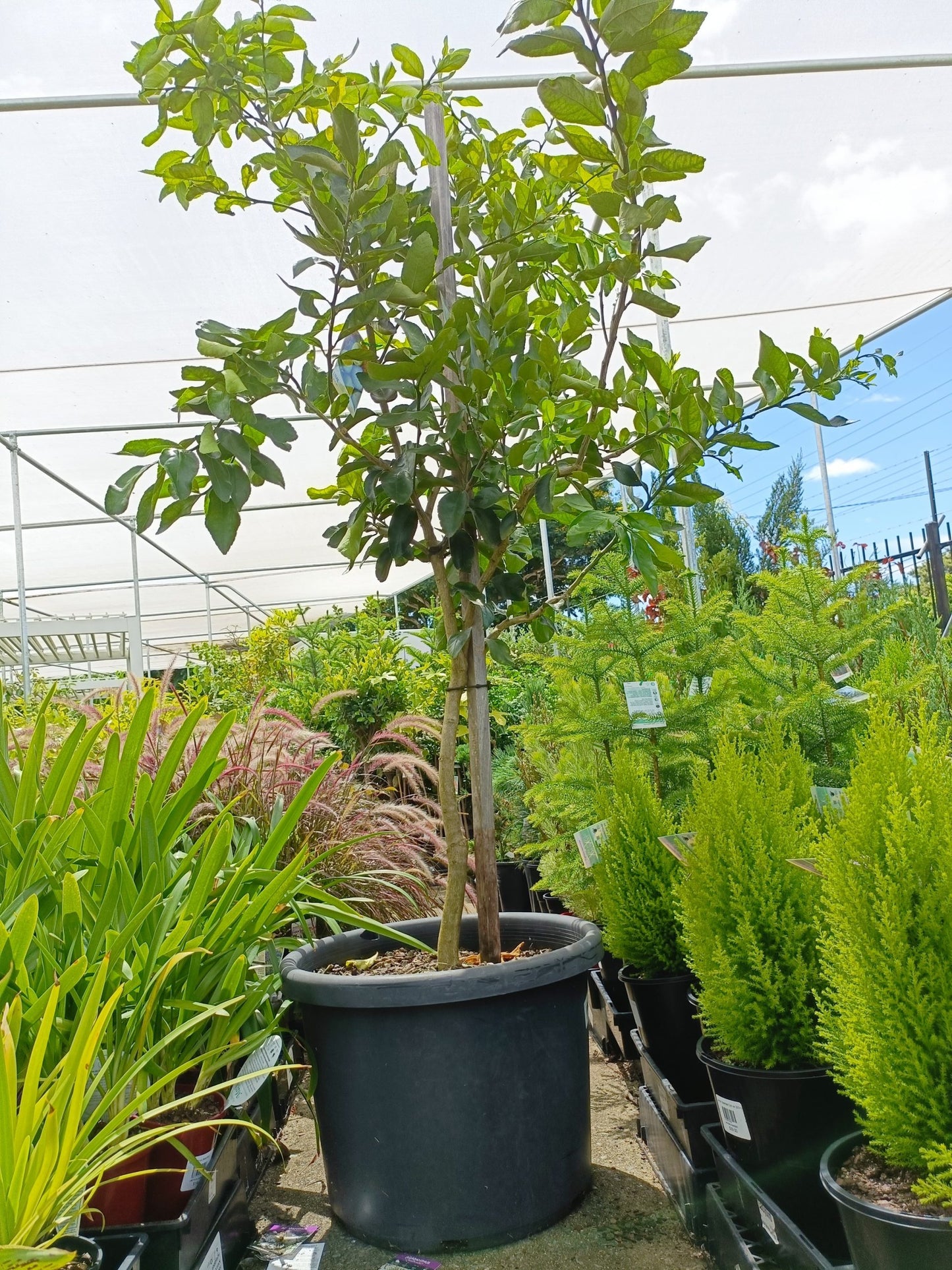 Lime 'Tahitian' 500mm Pot (Pickup Only)