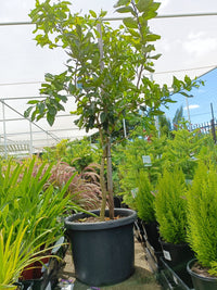 Lime 'Tahitian' 500mm Pot (Pickup Only)