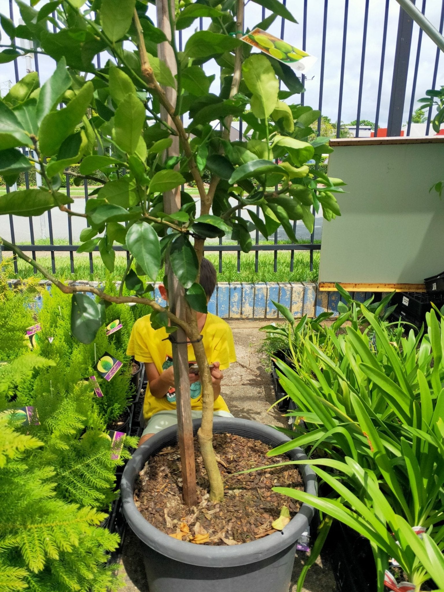 Lime 'Tahitian' 300m Pot (Pickup Only) - Ladybird Nursery