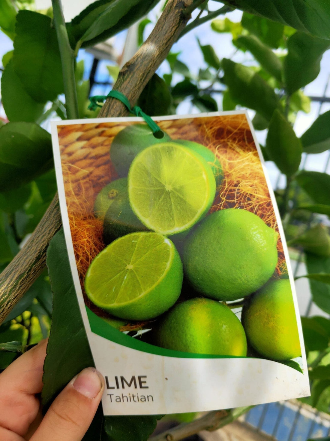 Dwarf Lime Tahitian 330mm (PICKUP ONLY) - Ladybird Nursery