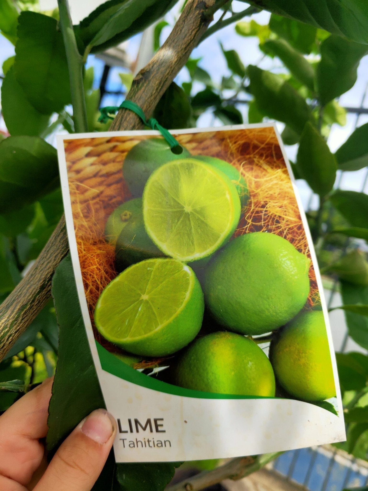 Dwarf Lime Tahitian 330mm (PICKUP ONLY) - Ladybird Nursery