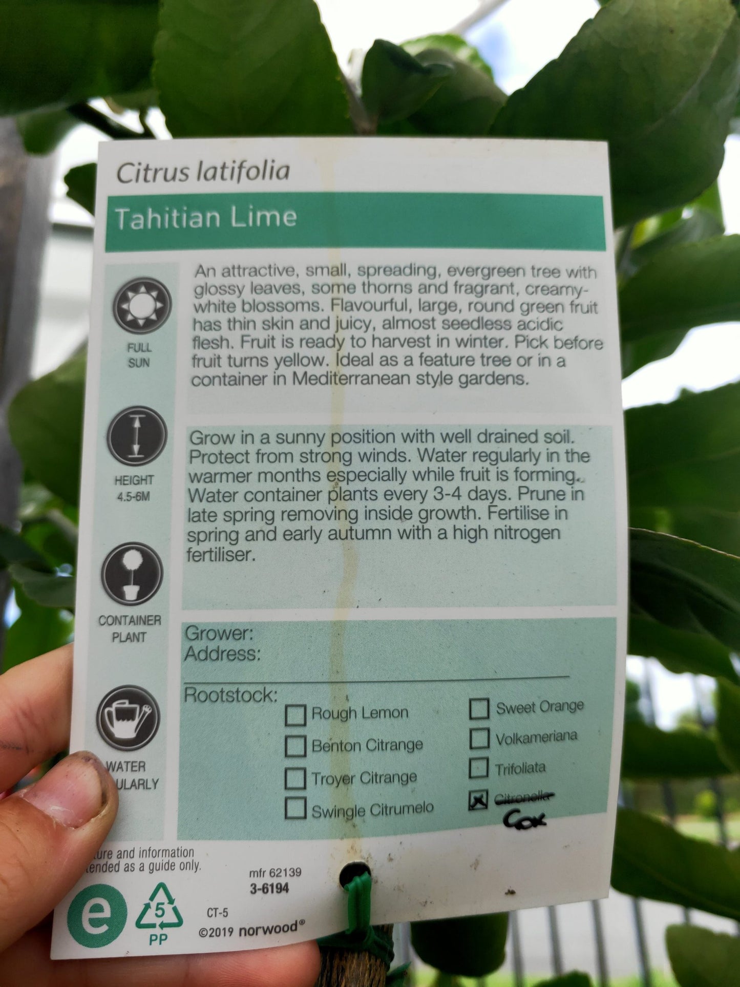 Lime 'Tahitian' 300m Pot (Pickup Only)