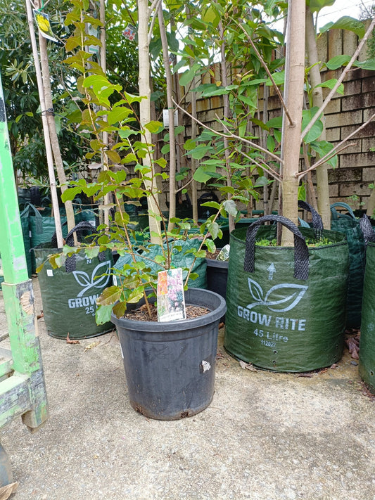 Crepe myrtle 300mm Pot PICK UP ONLY