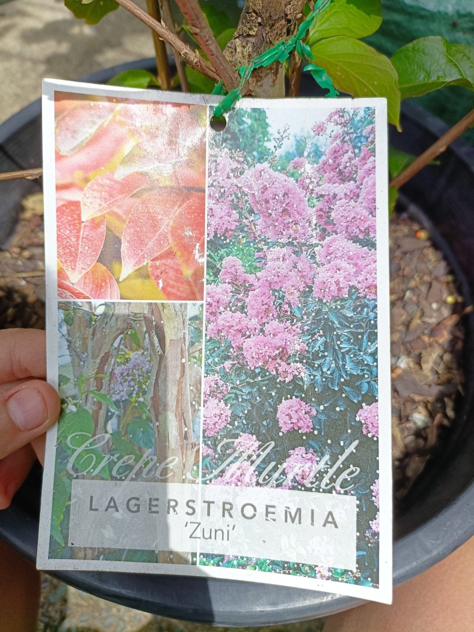 Crepe myrtle 300mm Pot PICK UP ONLY - Ladybird Nursery