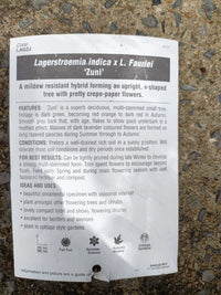 Crepe myrtle 300mm Pot PICK UP ONLY