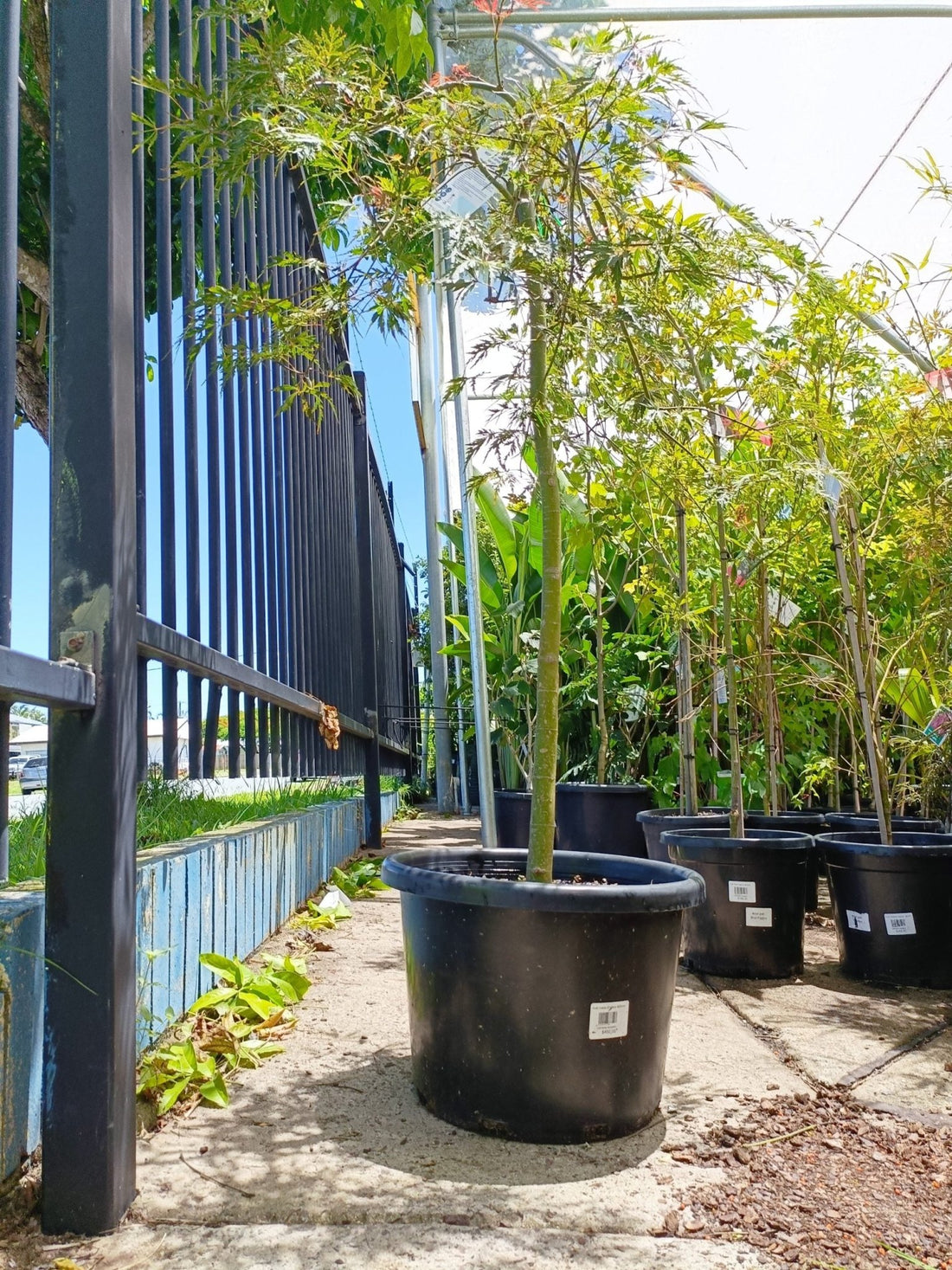 Japanese Weeping Maple 400mm Pot PICK UP ONLY - Ladybird Nursery