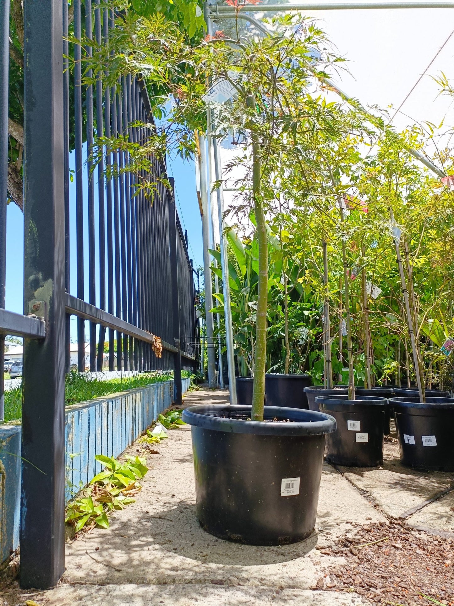 Japanese Weeping Maple 400mm Pot PICK UP ONLY