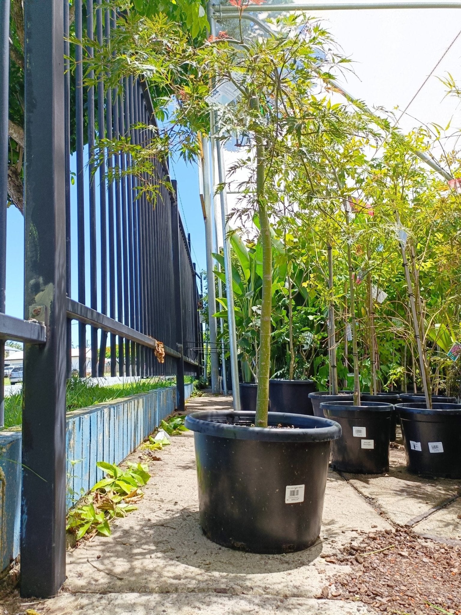 Japanese Weeping Maple 400mm Pot PICK UP ONLY - Ladybird Nursery