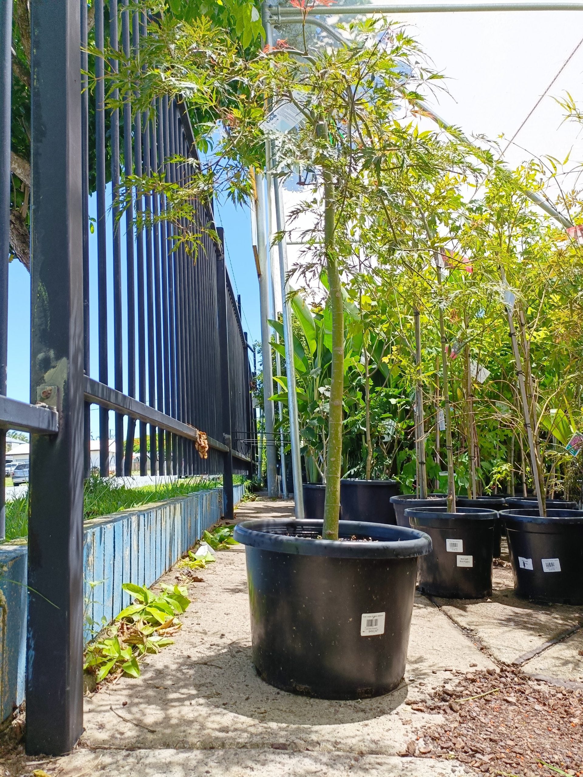 Japanese Weeping Maple 400mm Pot PICK UP ONLY