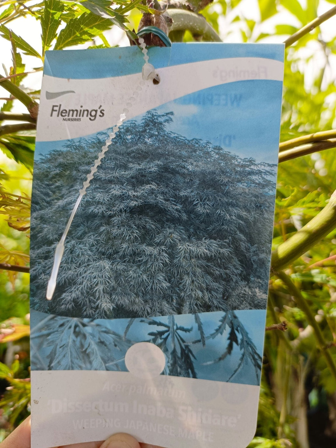 Japanese Weeping Maple 400mm Pot PICK UP ONLY - Ladybird Nursery