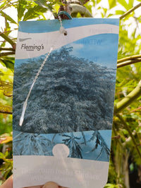 Japanese Weeping Maple 400mm Pot PICK UP ONLY