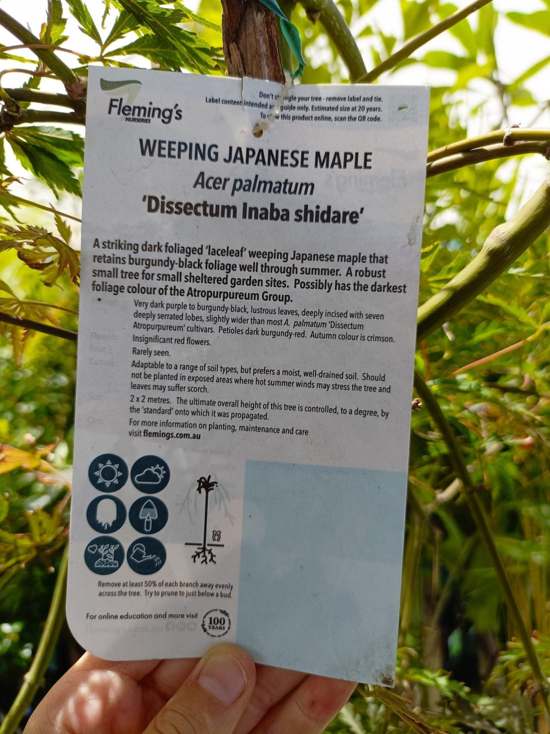 Japanese Weeping Maple 400mm Pot PICK UP ONLY - Ladybird Nursery