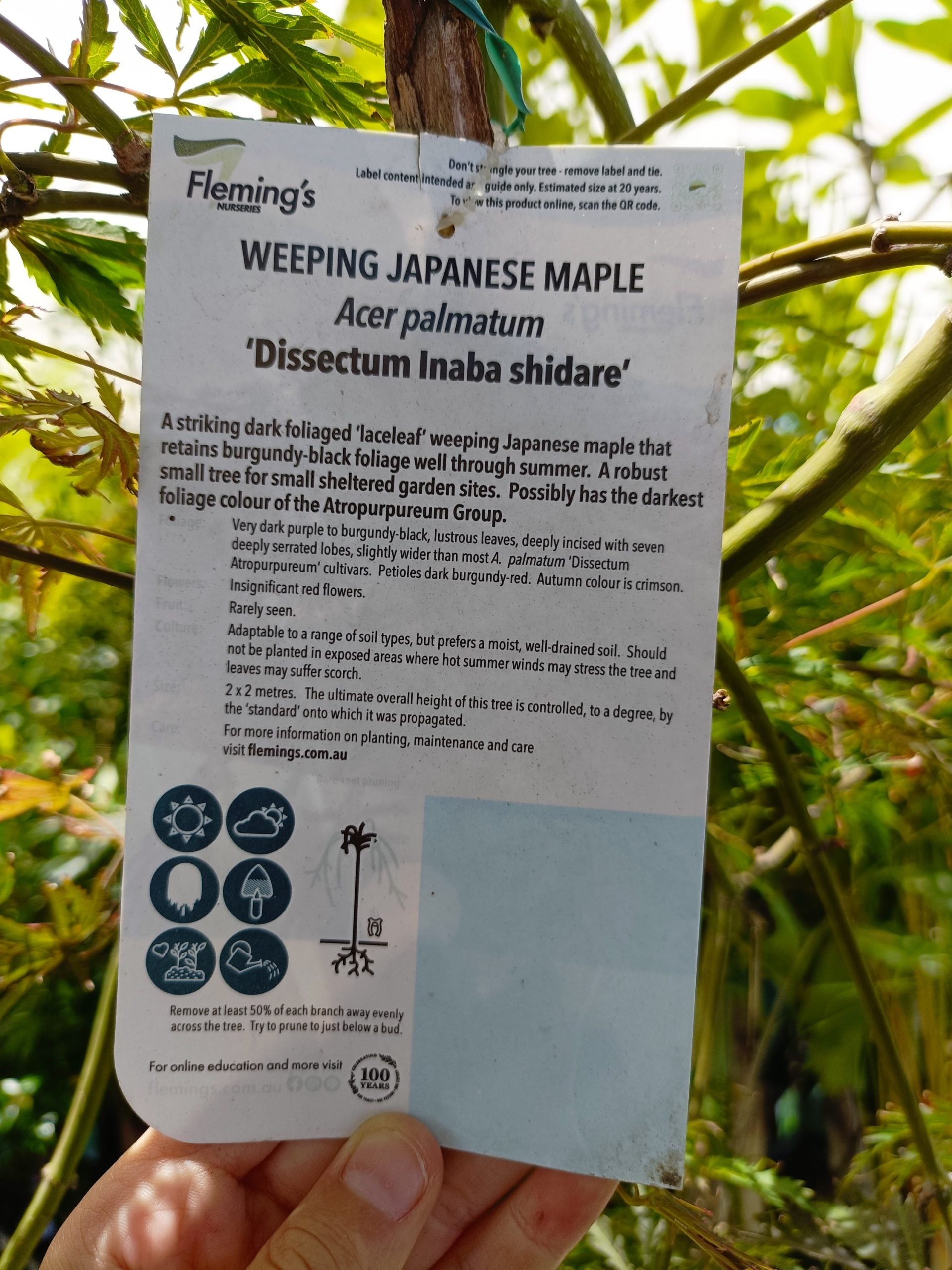 Japanese Weeping Maple 400mm Pot PICK UP ONLY