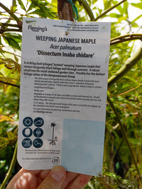 Japanese Weeping Maple 400mm Pot PICK UP ONLY